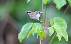 Large-billed Gerygone